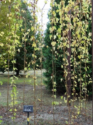 premaltstk5.jpg