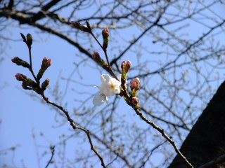 2011saku.jpg