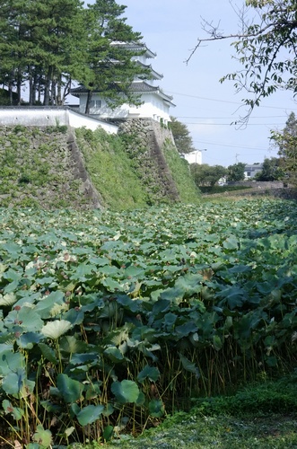 shimabaras7.jpg
